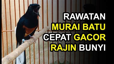 Kesimpulan cara cepat memabungkan murai batu